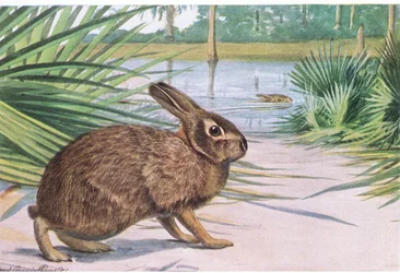 Marsh Rabbit, slow on land but swims fast with spread toes